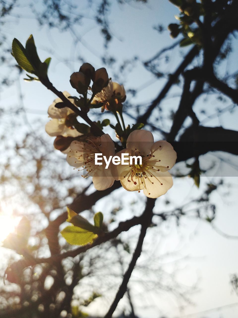 LOW ANGLE VIEW OF CHERRY BLOSSOMS ON BRANCH