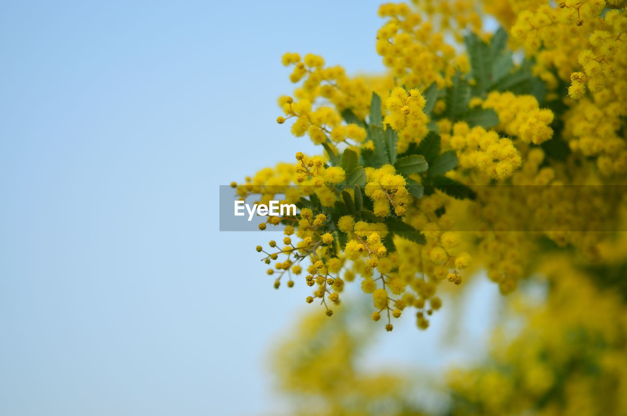 Close-up of yellow flowers against clear sky