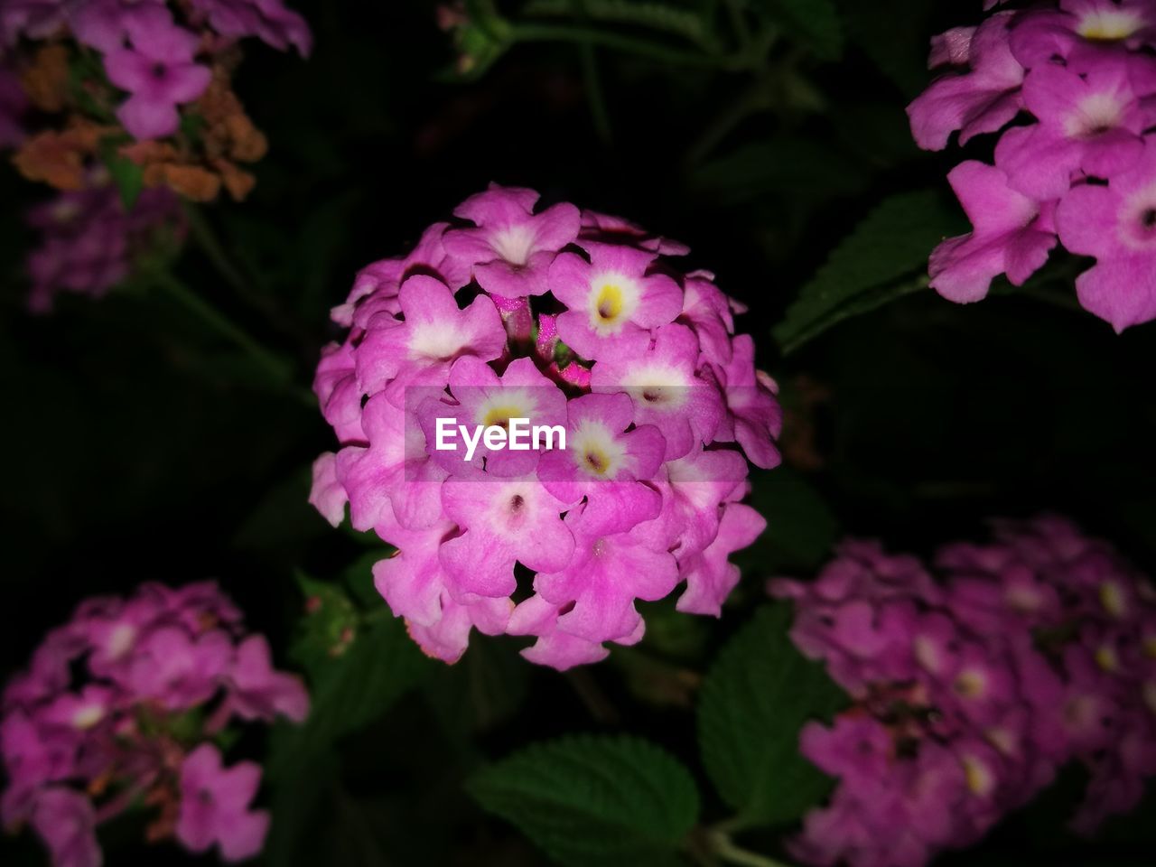 CLOSE-UP OF PURPLE FLOWERING PLANT