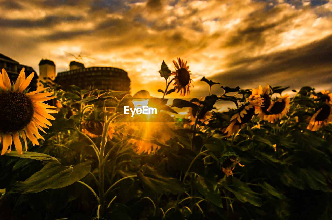 SUNFLOWERS AGAINST SKY DURING SUNSET