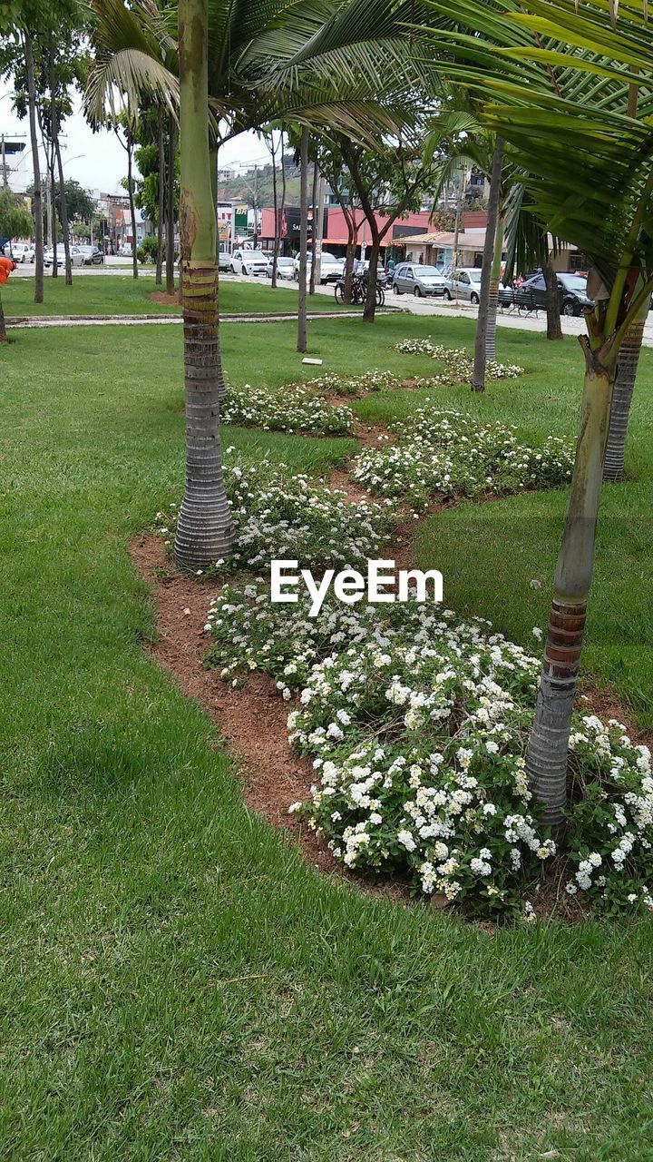 High angle view of palm trees and flowering plants on grassy field at park