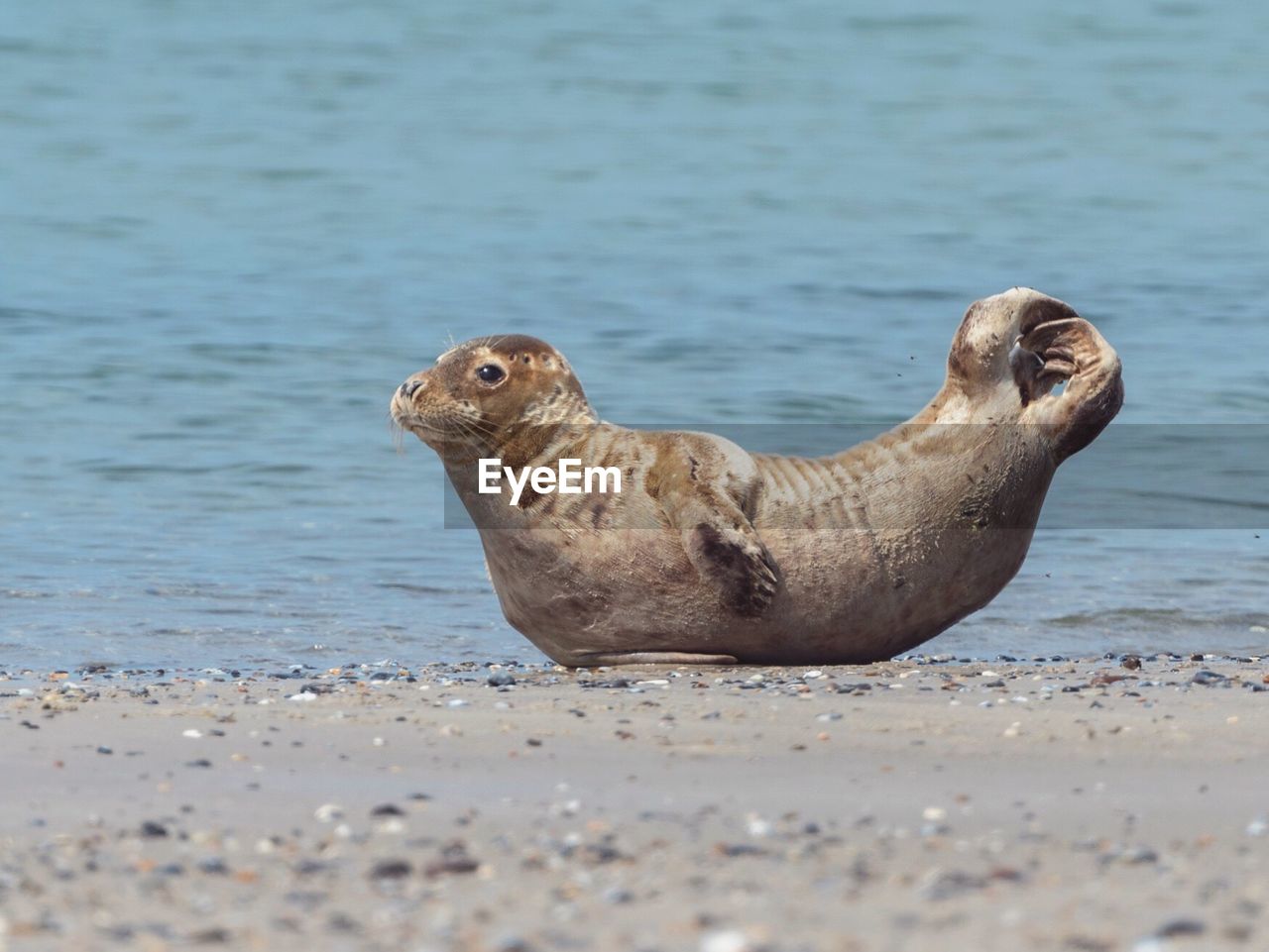 Side view of sea lion on beach