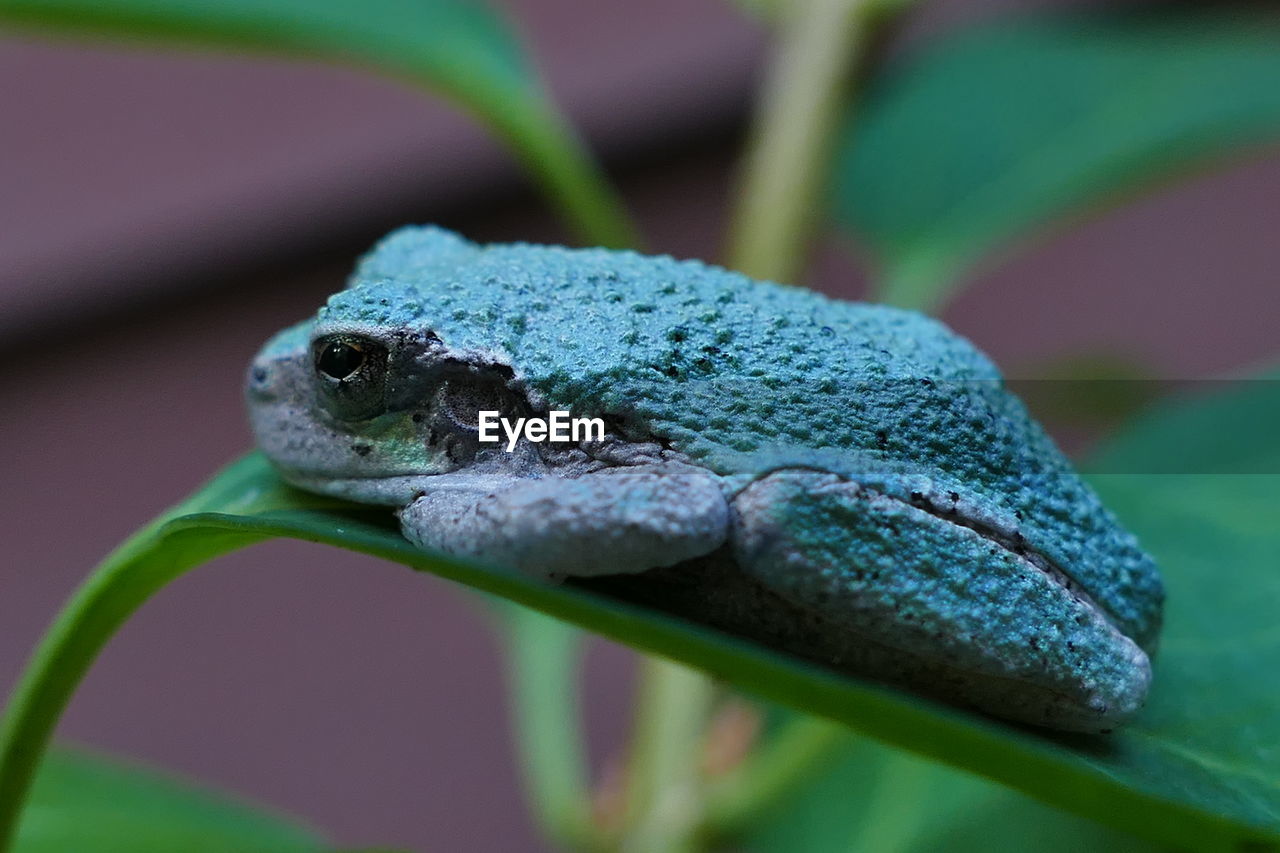 CLOSE-UP OF A TURTLE