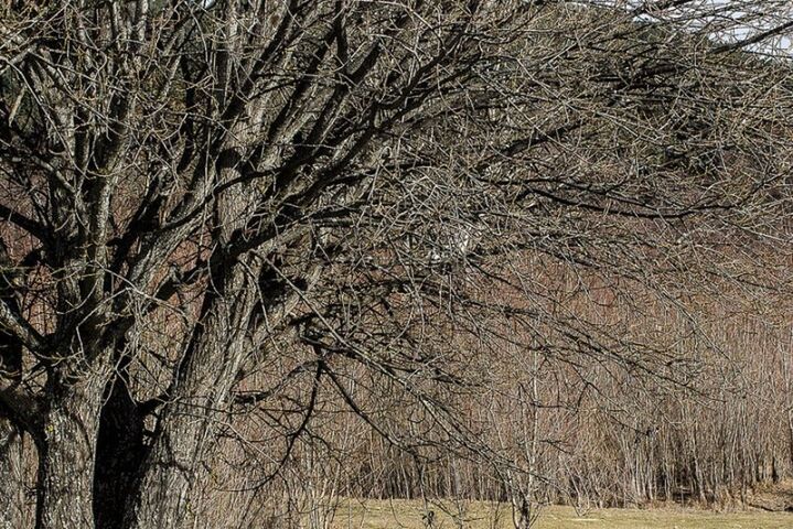 BARE TREES ON LANDSCAPE