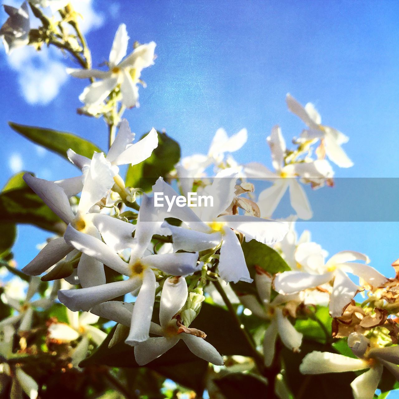 CLOSE-UP OF FLOWERS AGAINST CLEAR BLUE SKY