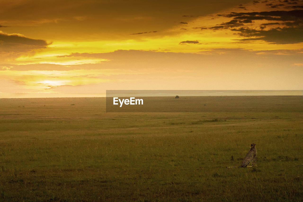Scenic view of a cheetah watching a sunset