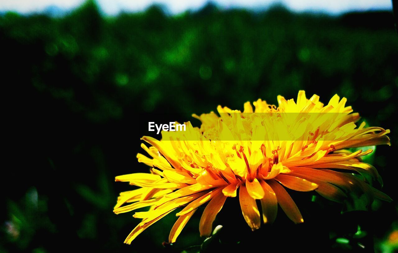 Close-up of yellow dandelion blooming in garden