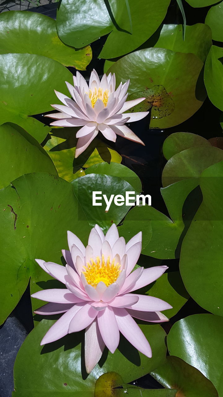 CLOSE-UP OF LOTUS WATER LILY IN POND