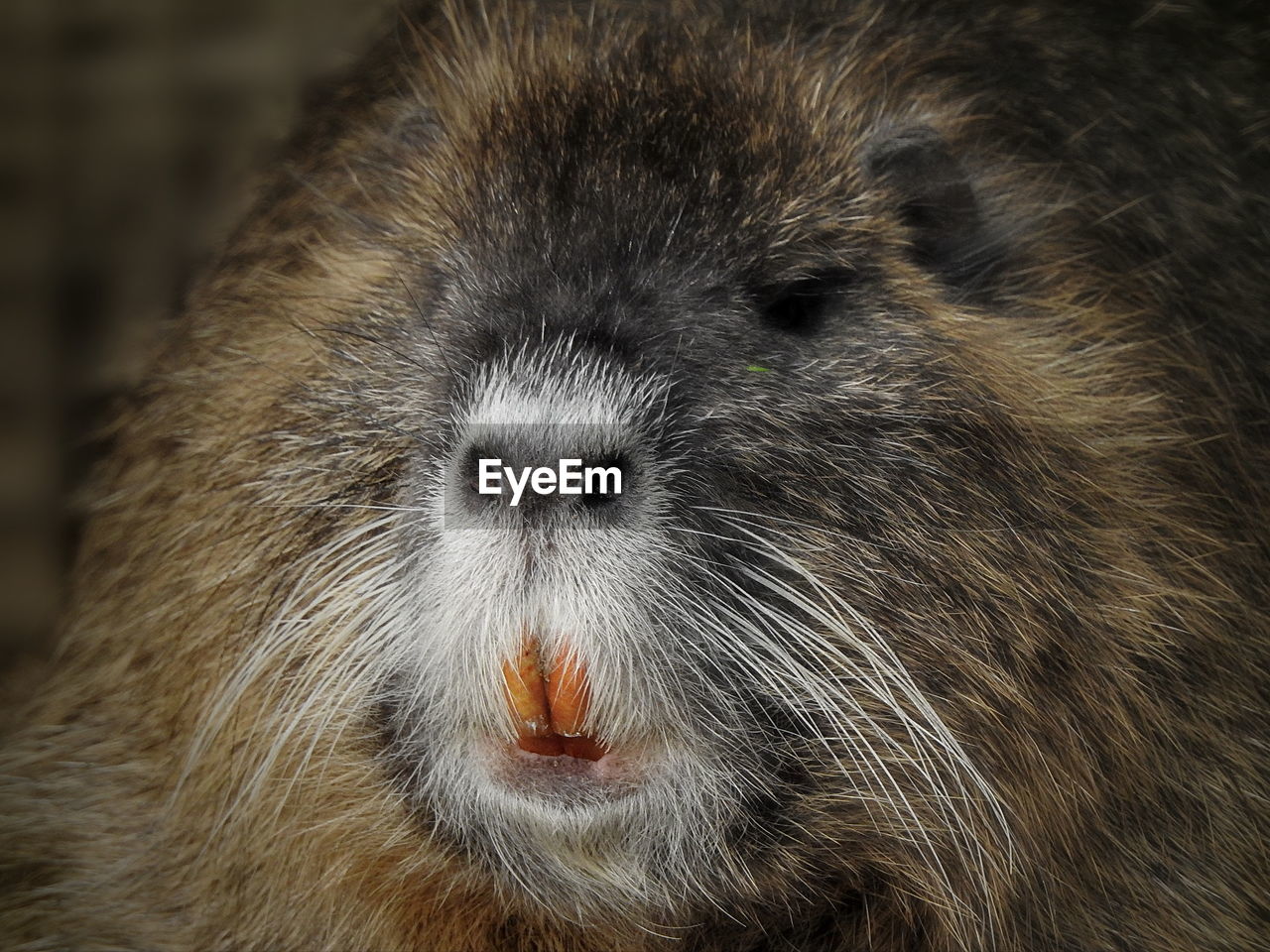 CLOSE UP OF ANIMAL EYE