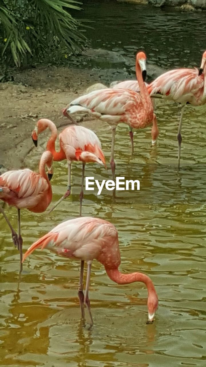 Side view of flamingoes in water