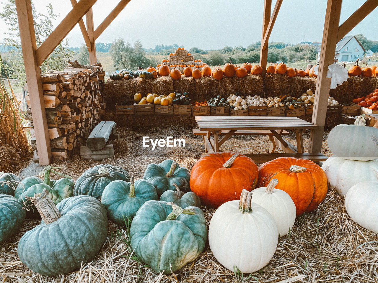 VIEW OF PUMPKINS AND PLANTS