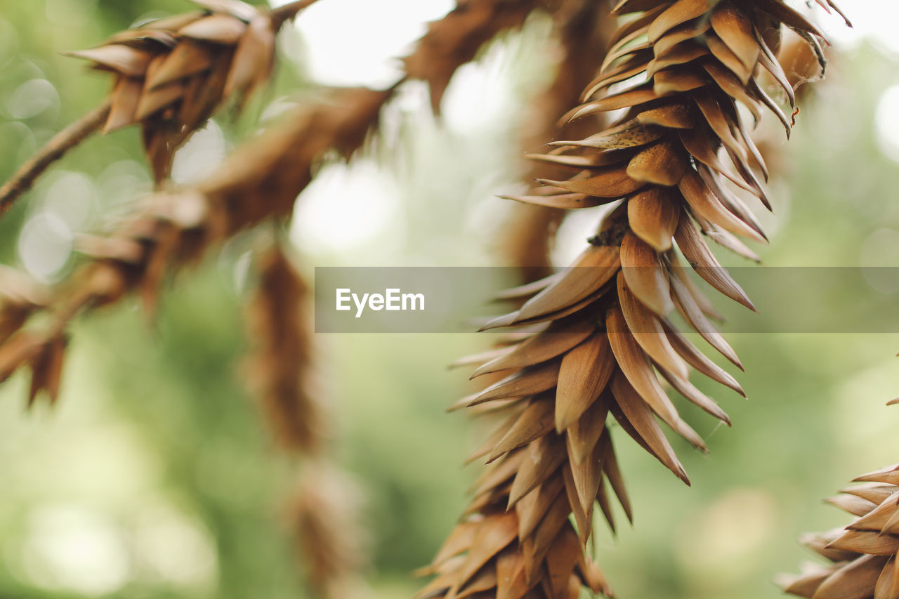 Close-up of dried plants