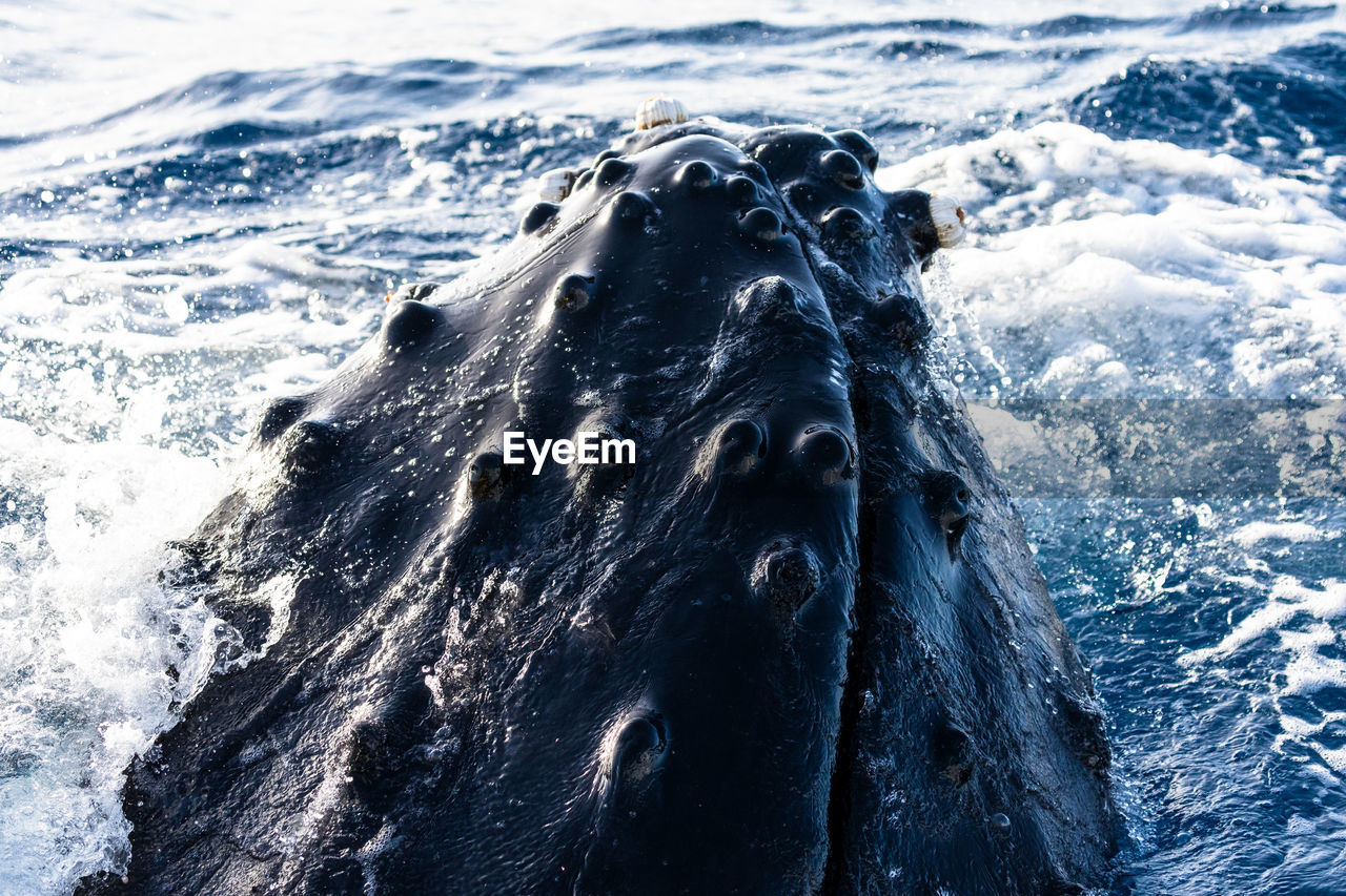 CLOSE-UP OF HORSE ON SEA