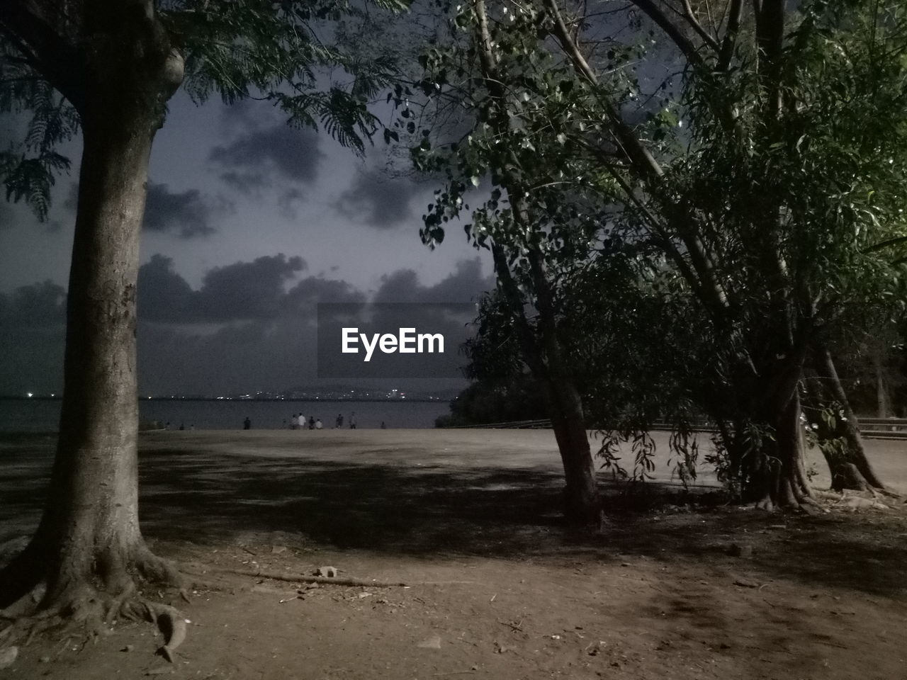 TREES ON BEACH