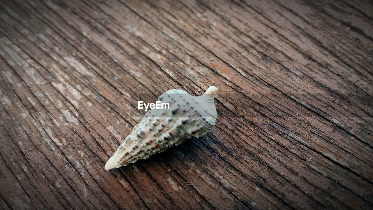 High angle view of conch shell on wood