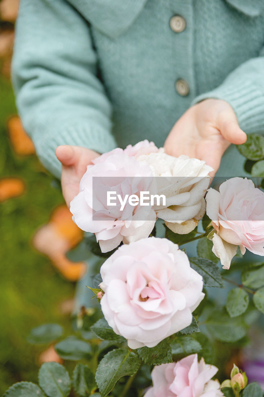 CLOSE-UP OF PINK ROSE HOLDING PLANT