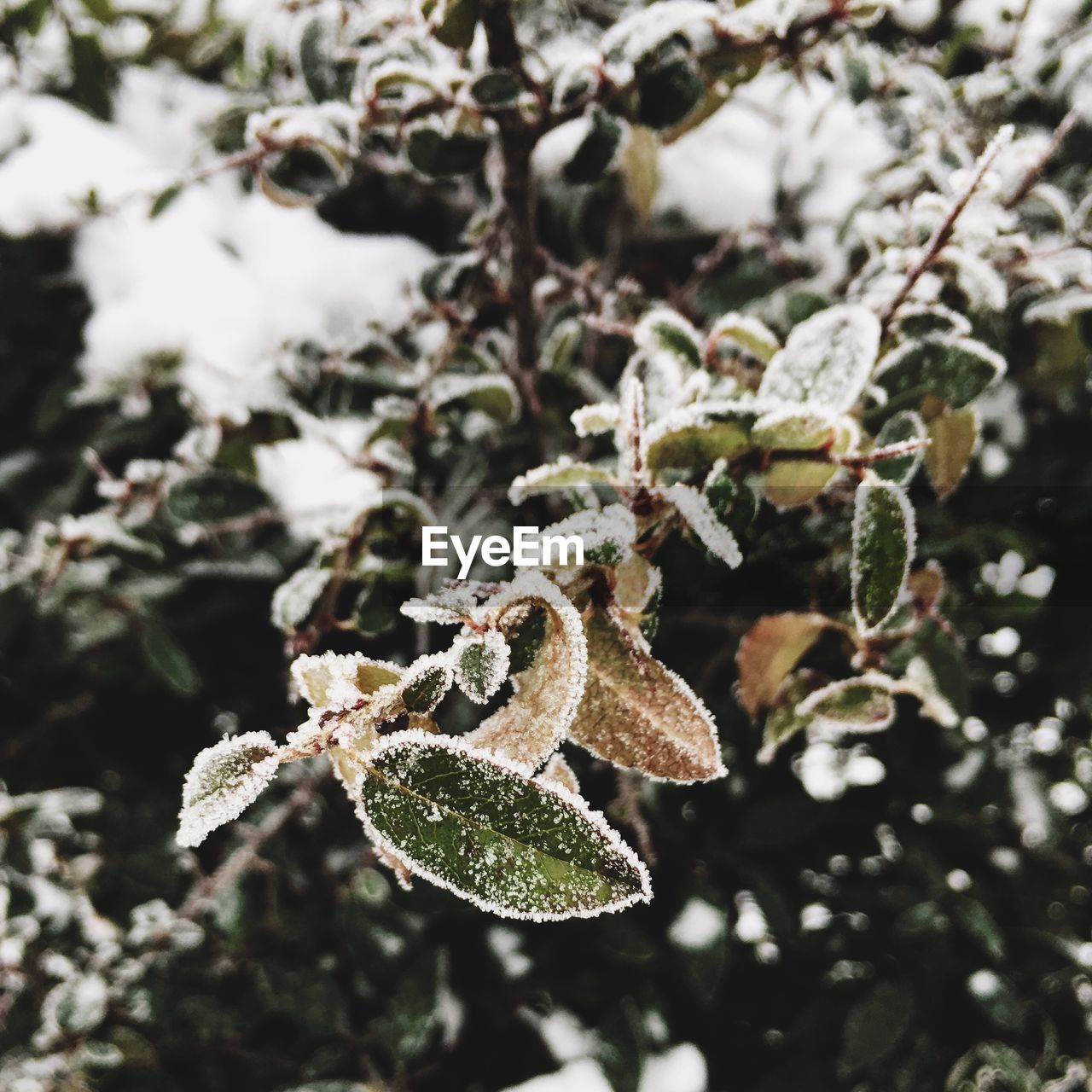 Close-up of snow covered plants