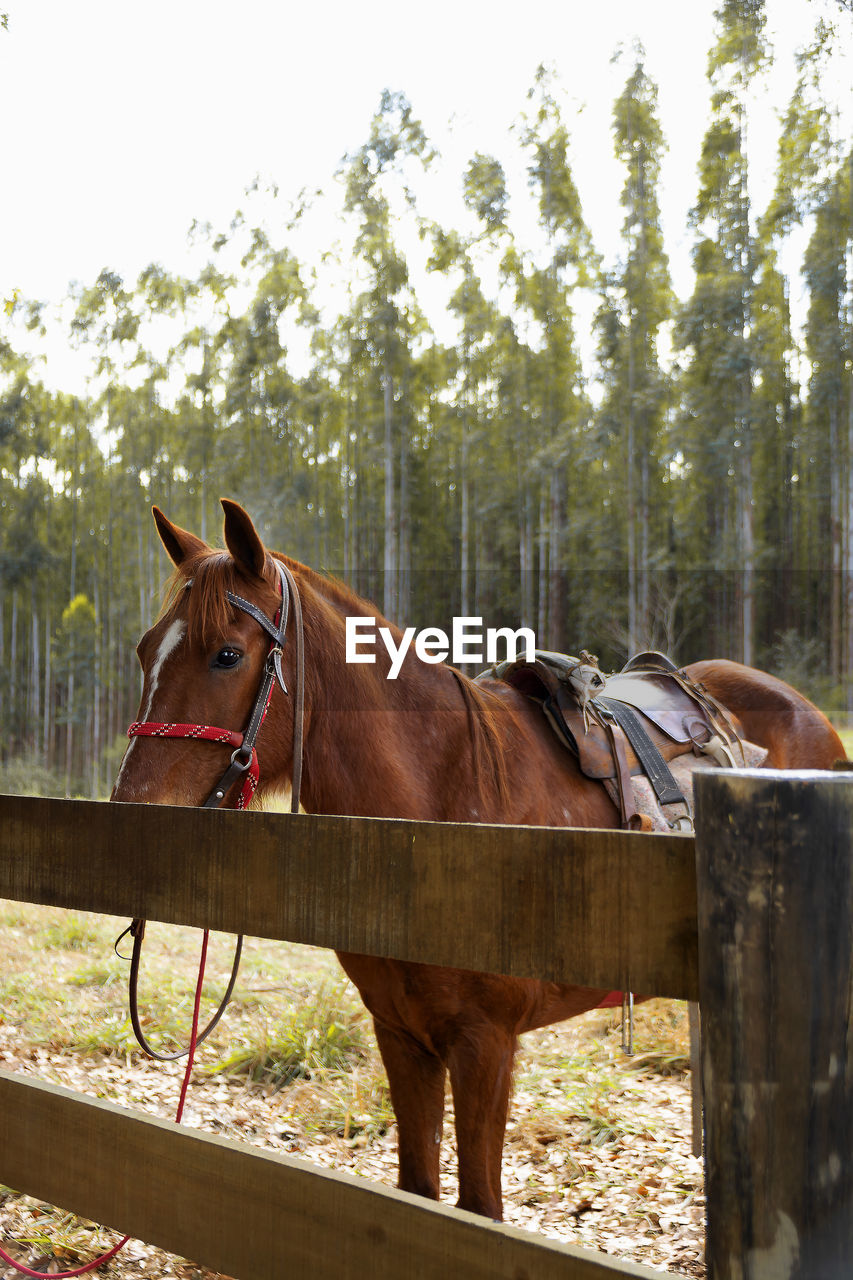 HORSES IN THE RANCH