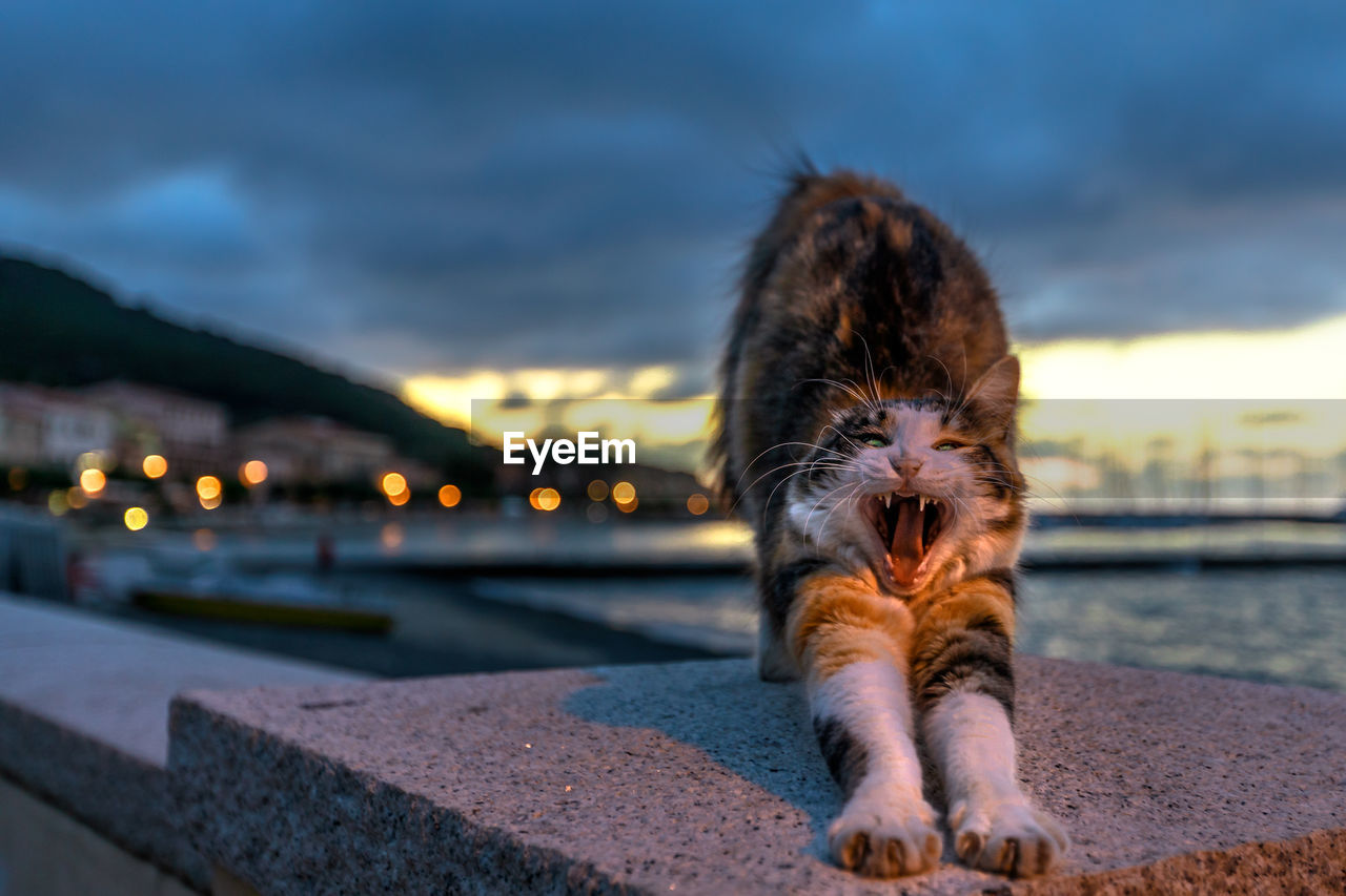 PORTRAIT OF A CAT LOOKING AWAY OUTDOORS