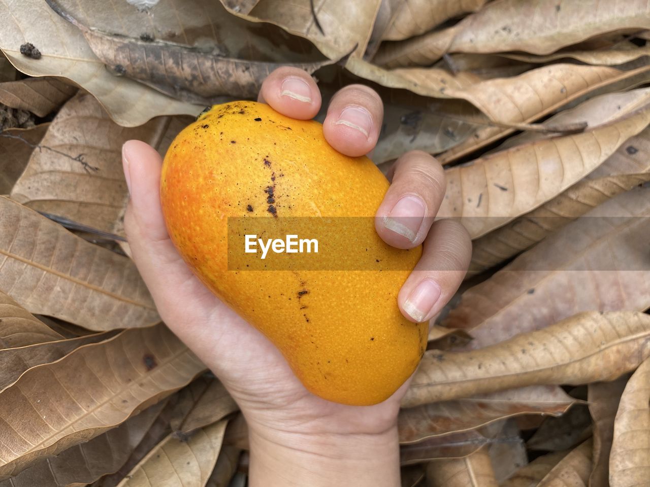 HIGH ANGLE VIEW OF PERSON HAND HOLDING ORANGE