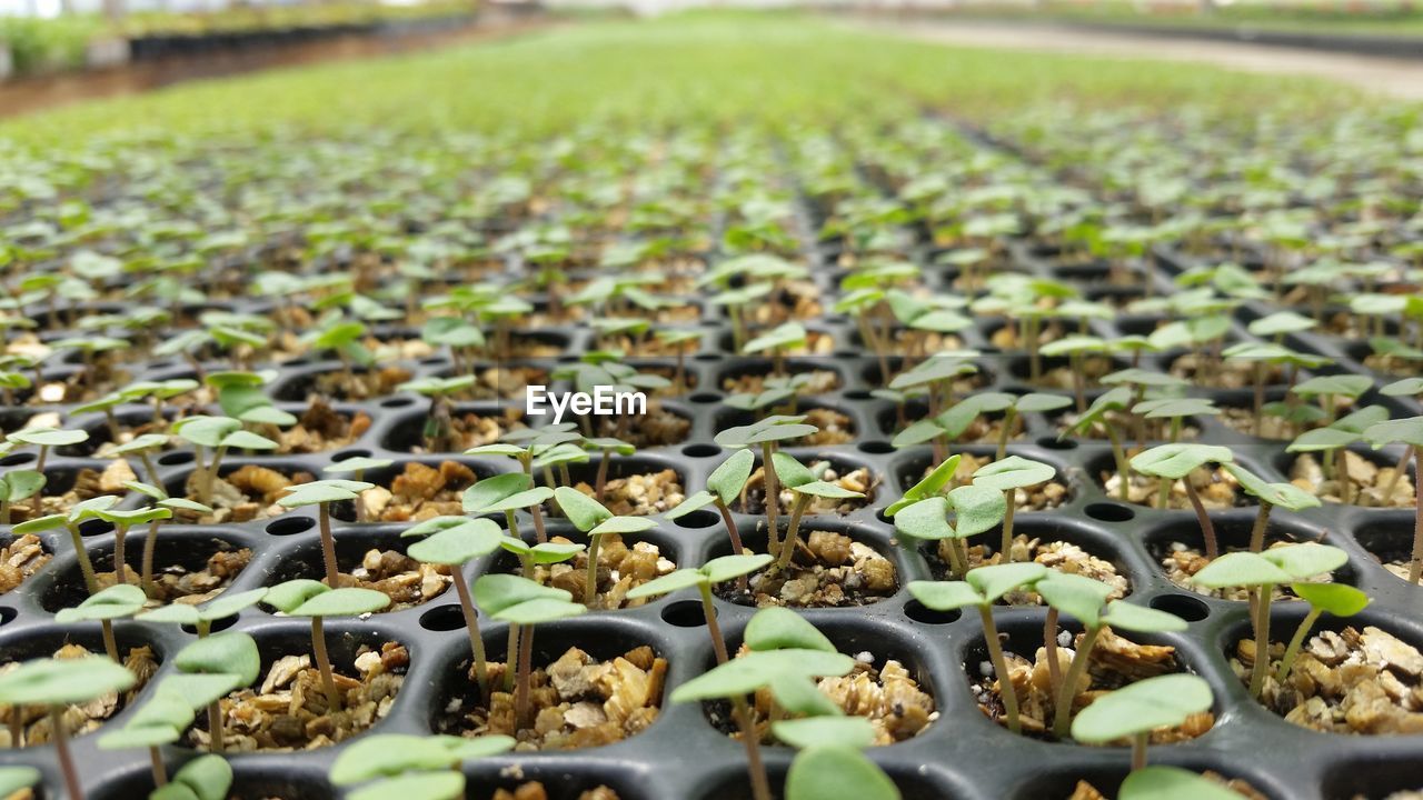 Close-up of seedlings growing in crate