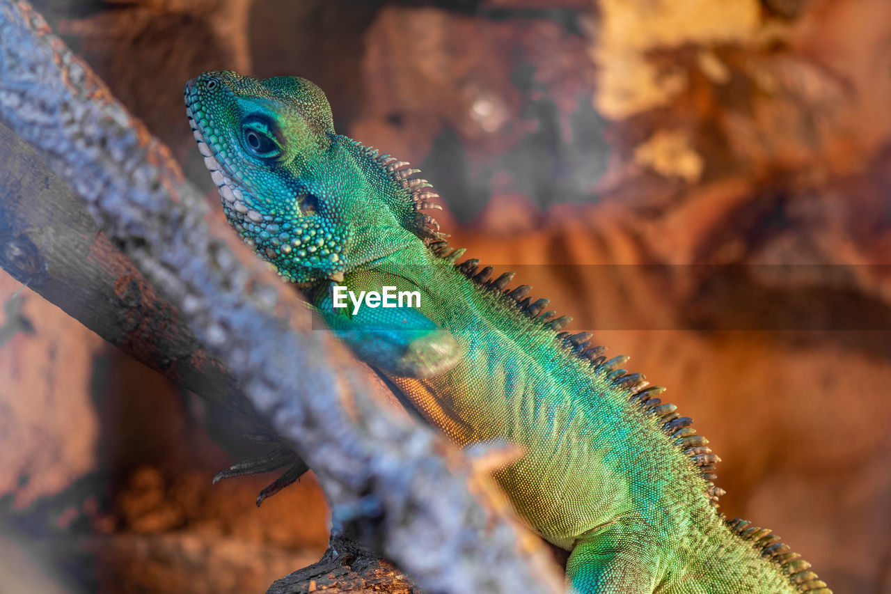 Portrait of a chinese water dragon in captivity