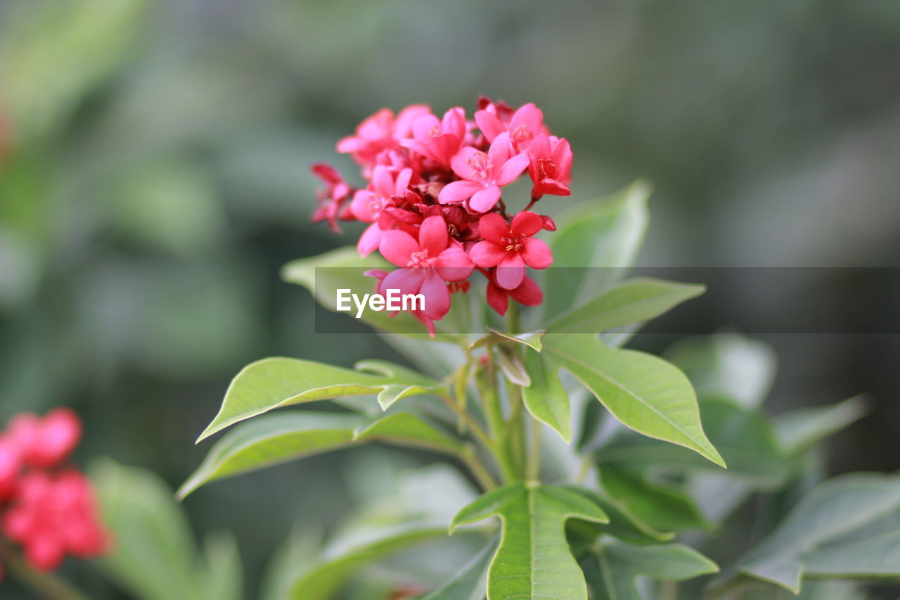 Close-up of pink flowers blooming outdoors