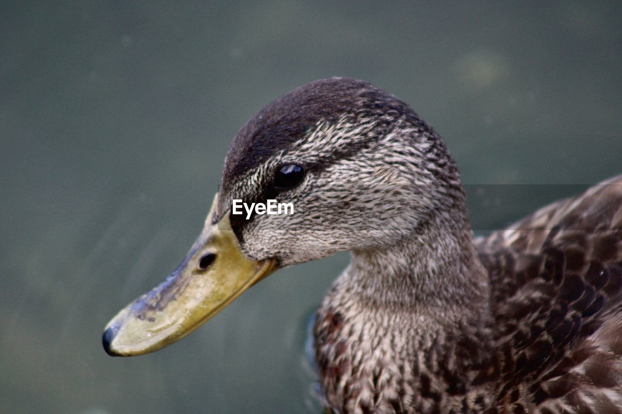 animal themes, animal, bird, animal wildlife, wildlife, one animal, beak, duck, mallard, close-up, ducks, geese and swans, water bird, water, no people, animal body part, lake, nature, focus on foreground, poultry, side view, day, swimming, wing