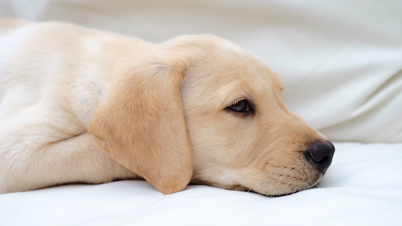 Close-up of retriever puppy resting on bed