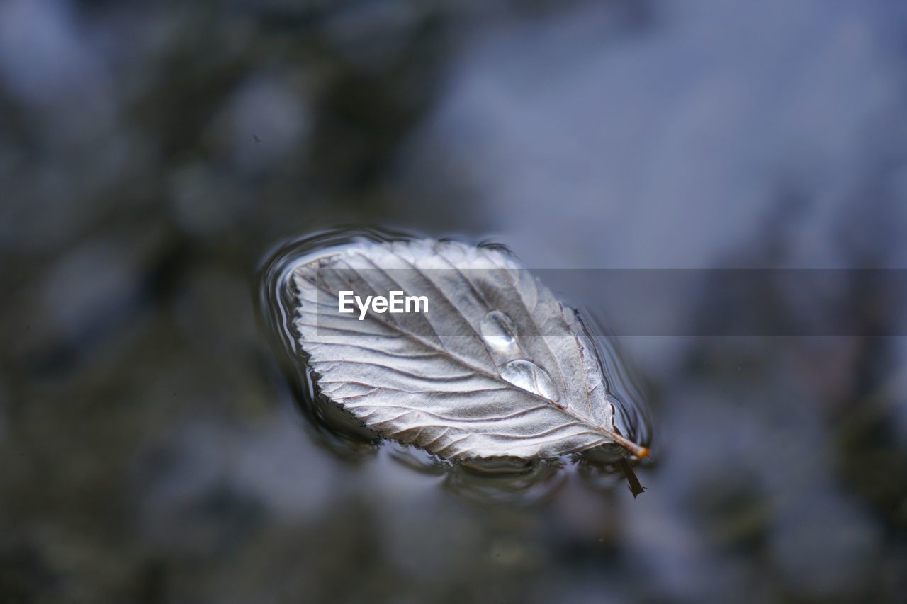 Close-up of feather