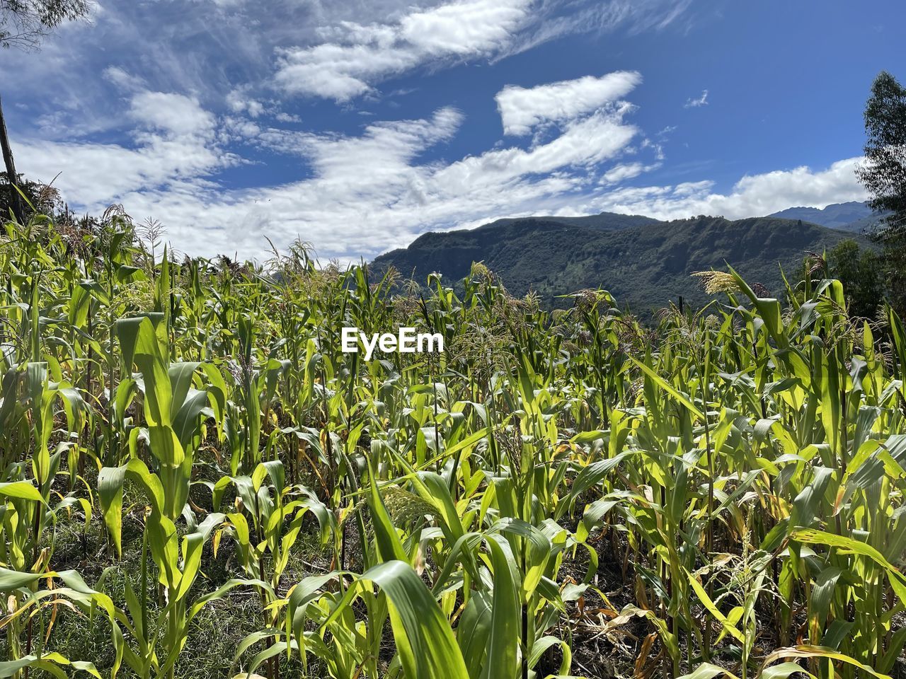 landscape, plant, sky, land, cloud, field, growth, agriculture, nature, crop, environment, corn, plantation, rural scene, beauty in nature, mountain, scenics - nature, food, flower, green, grass, rural area, no people, meadow, food and drink, cereal plant, farm, day, tranquility, outdoors, vegetable, tranquil scene, plant part