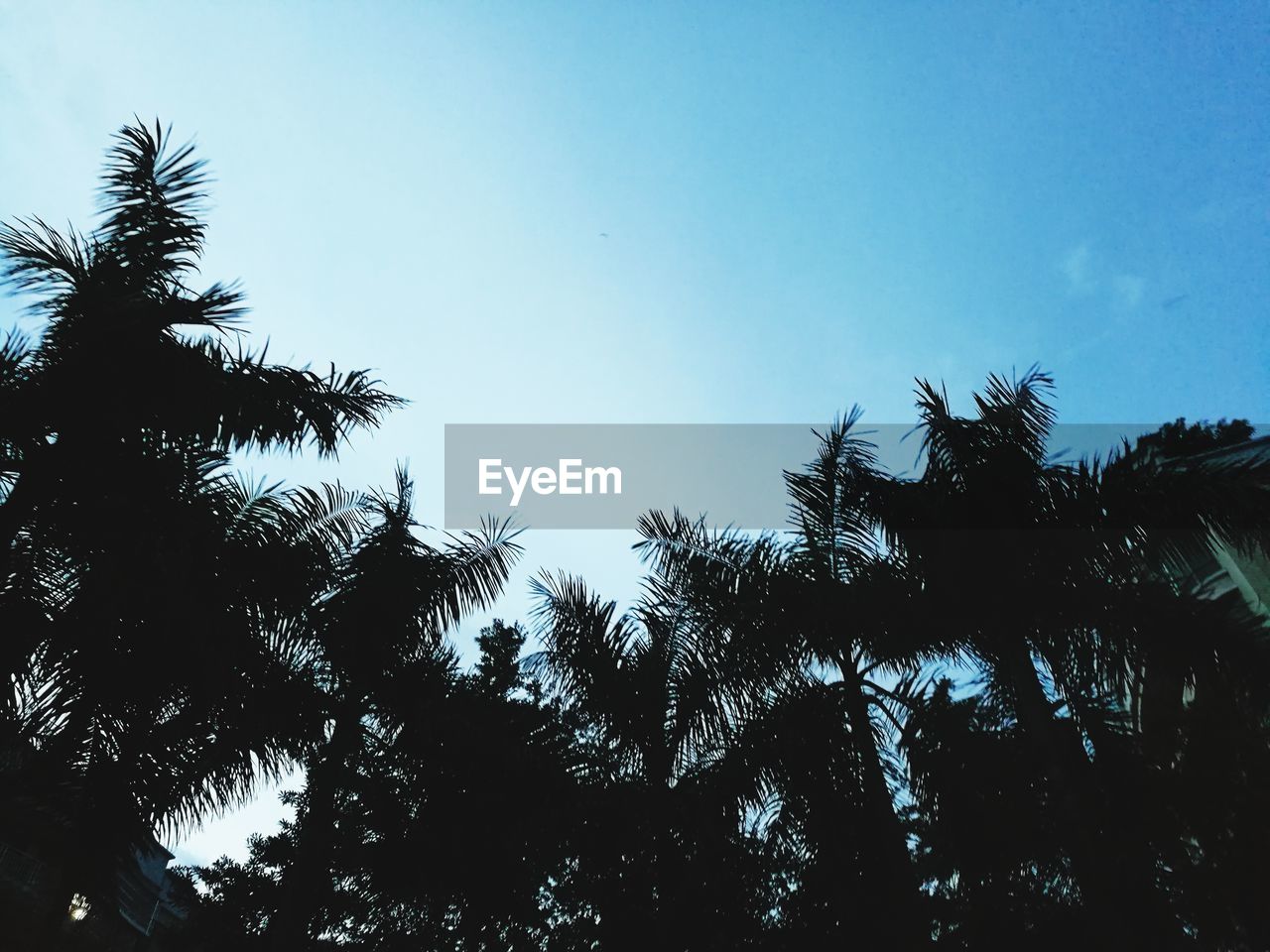 LOW ANGLE VIEW OF TREES AGAINST CLEAR SKY