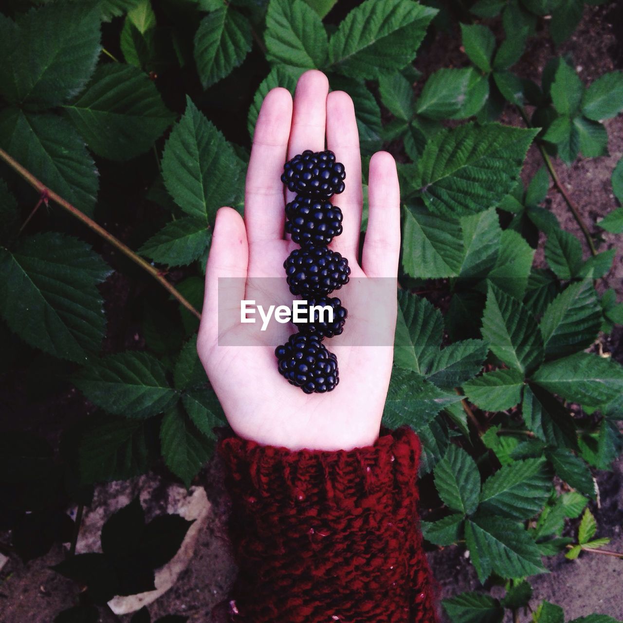 Cropped hand holding blackberries in park
