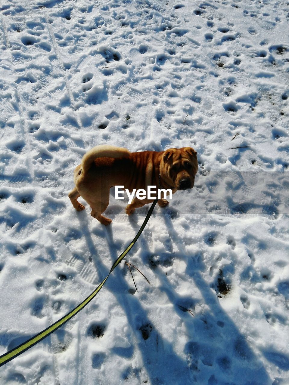 DOG ON SNOW COVERED FIELD