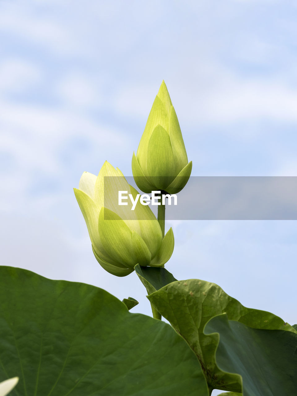 Close-up of lotus water lily