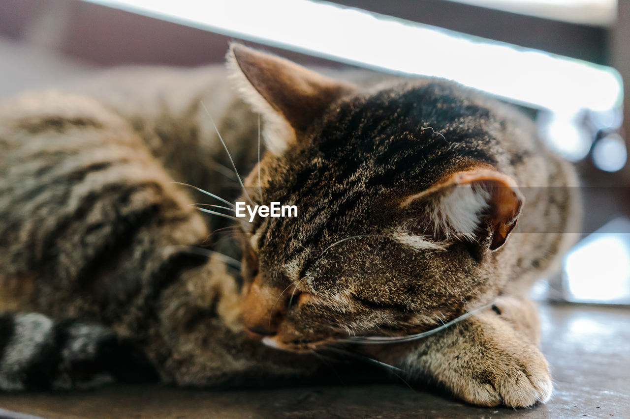 CLOSE-UP OF TABBY SLEEPING