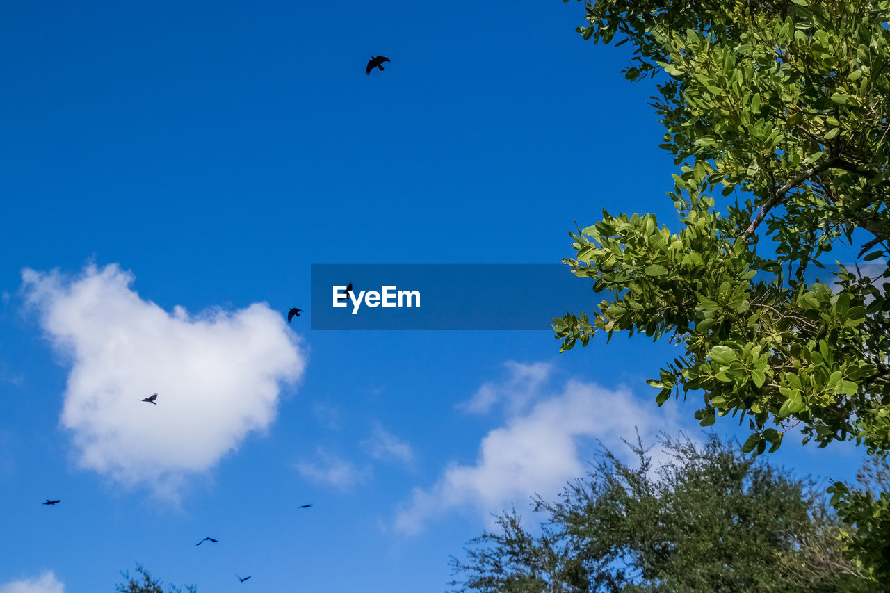 LOW ANGLE VIEW OF BIRDS FLYING