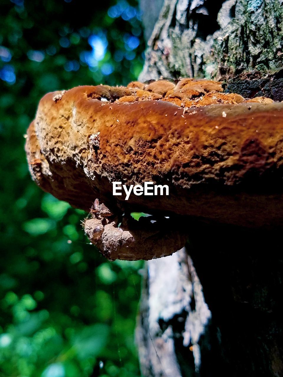 CLOSE-UP OF MUSHROOM GROWING ON TREE