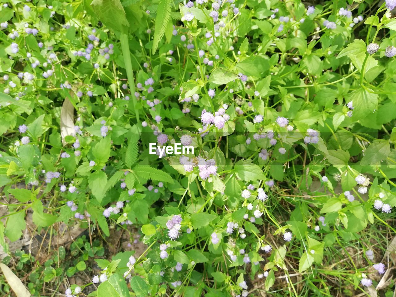 High angle view of flowering plants on field