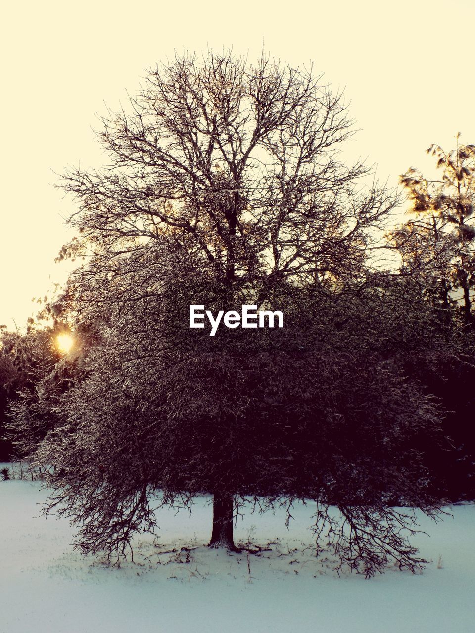 TREES AGAINST CLEAR SKY DURING WINTER