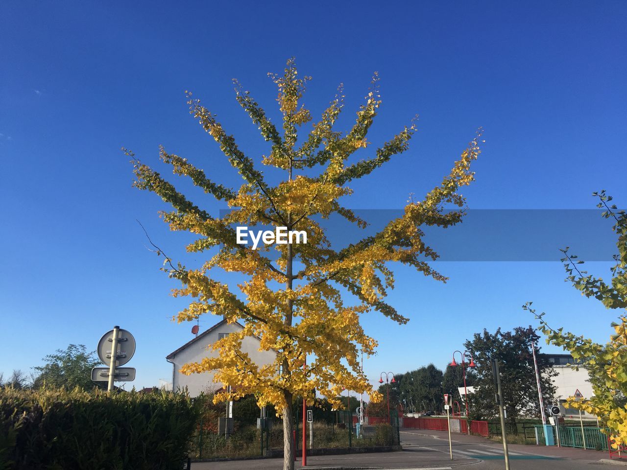 Low angle view of tree against clear blue sky