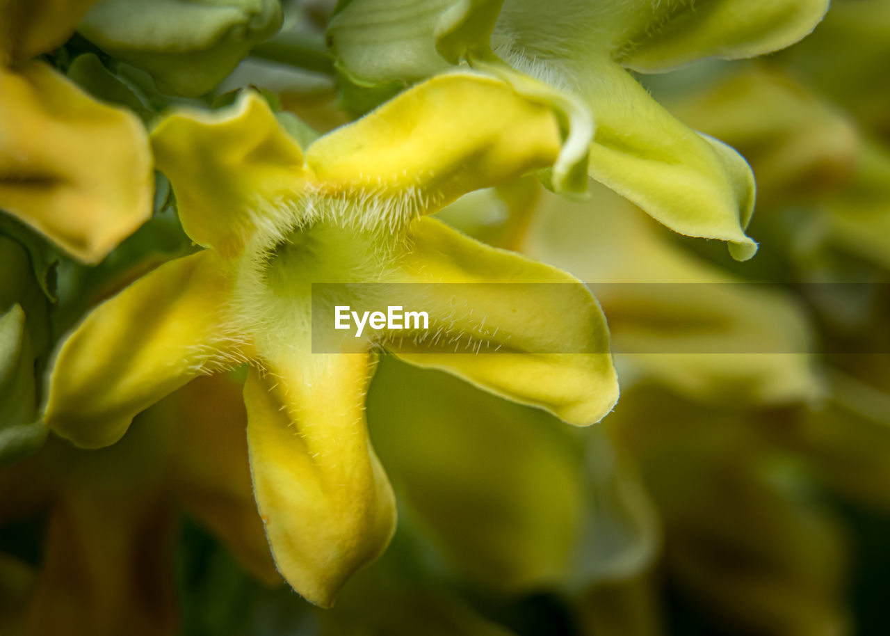 Close-up of yellow flowering plant