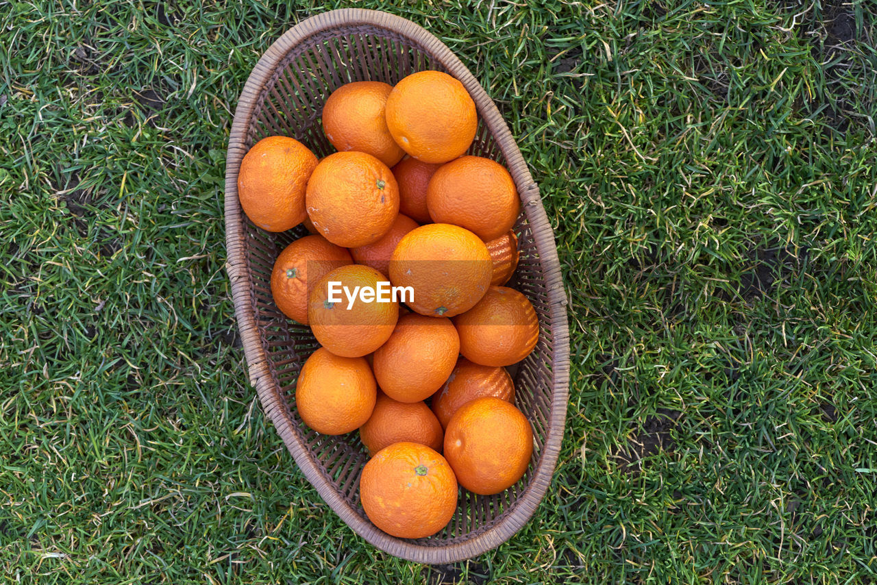 HIGH ANGLE VIEW OF FRUITS IN CONTAINER ON FIELD