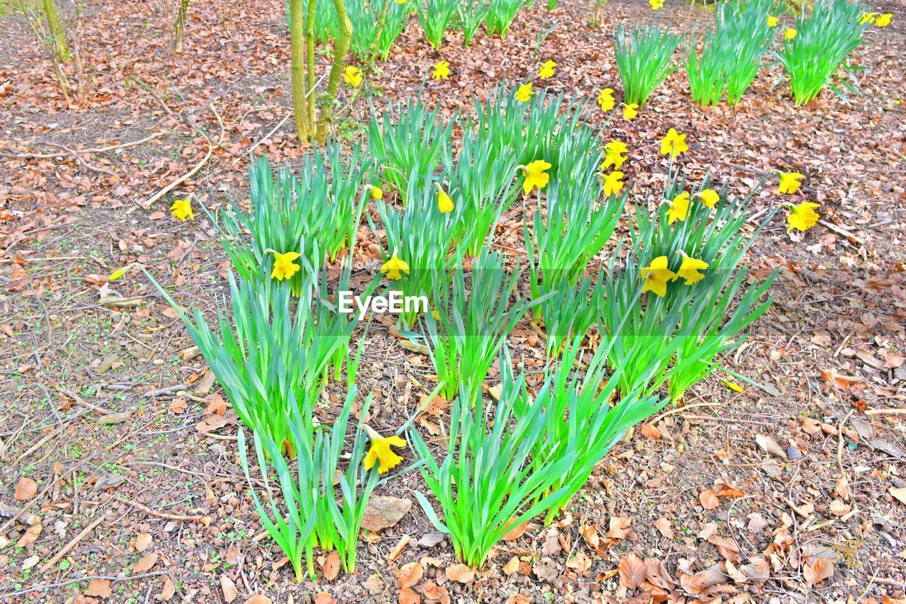 CLOSE-UP OF WHITE FLOWERS BLOOMING IN FIELD