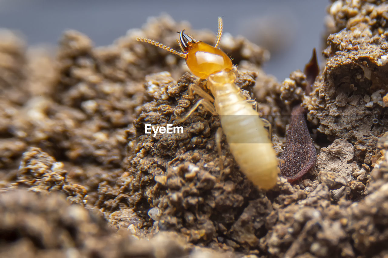  the small termite on decaying timber. the termite on the ground is searching for food.