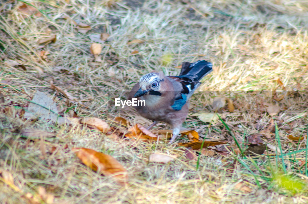 CLOSE-UP OF BIRD ON GRASS