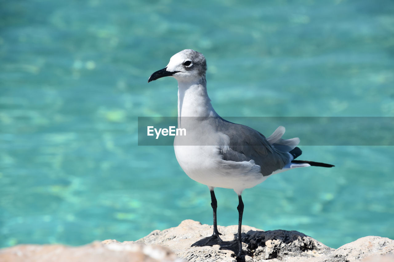 Great look of a white and gray gull on the coast in aruba.