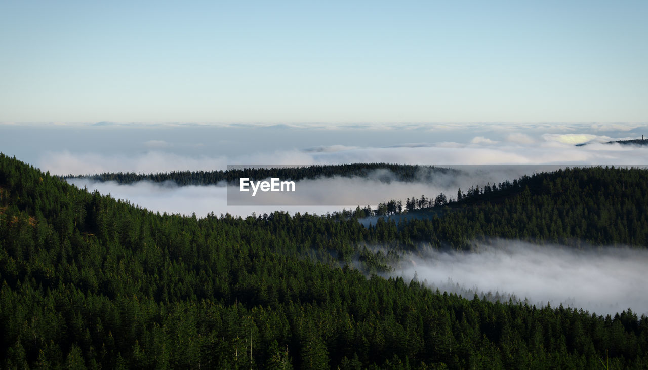 Scenic view of forest gainst sky