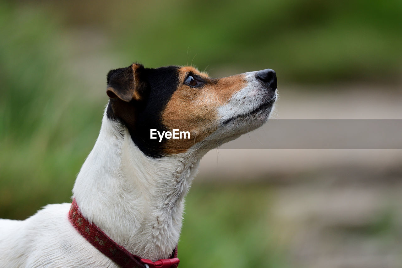 Head shot of a jack russell dog