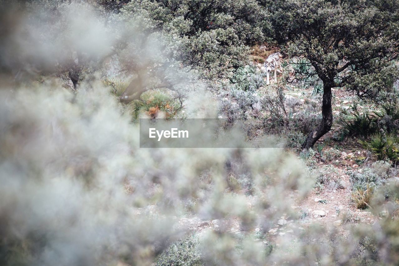 Wolf amidst trees on field